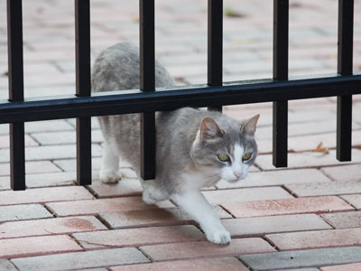 Shoulda gotten the electric fence.