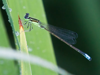 I can`t overemphasize the importance of background in making a good photo.