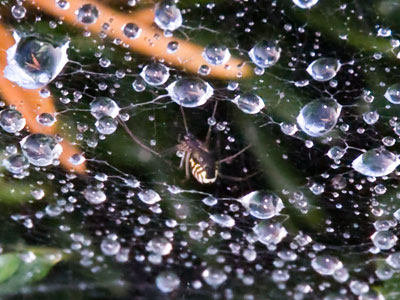 I had the wrong lens for this shot, but here goes.