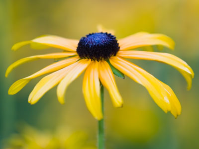 Women`s stentorian voices destroyed the morning calm, but they grew quiet as they approached me.  `Are you shooting those flowers?` one of them asked in hushed tones.  `Yes,` I whispered. `Don`t scare them away.`