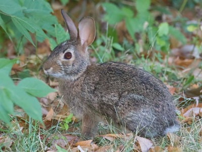 I saw this rabbit beside the road as I drove past, so I pulled over, parked the car and walked back for it.