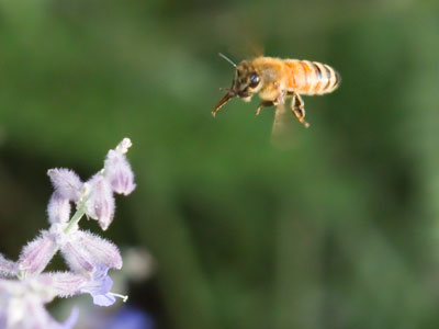 Thank you for doing what you do, honeybees!