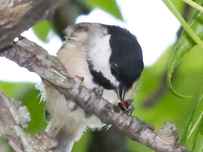 Sure you can fly, but I have HANDS.