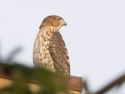 Oh, this mediocre picture took so much work.