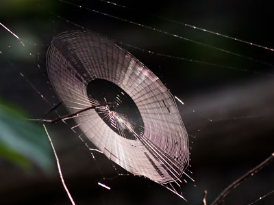 I didn`t really want to walk through the woods this morning, thinking I wouldn`t find anything interesting.