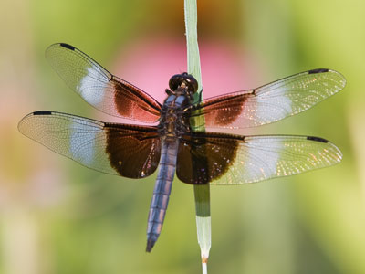 I never need to photograph another dragonfly, because this morning I reached the pinnacle of the art form.
