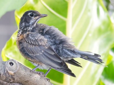 Now scheduling bird portraits!  Half price until Labor Day!