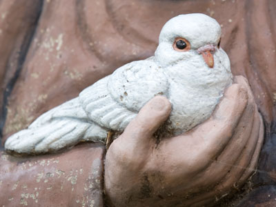 St. Francis liked birds.  Oh, if only he`d had a camera!