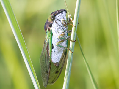 Solitary cicada.