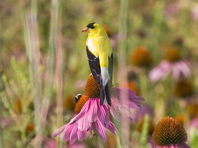 Glamorous goldfinch.