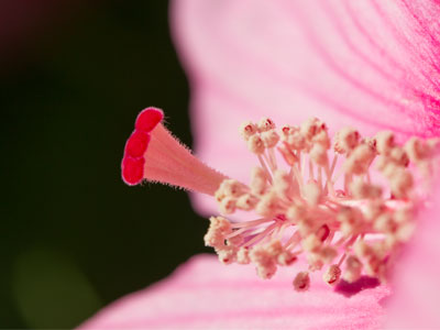 Just me and the birds, blooms, beasts and bugs.