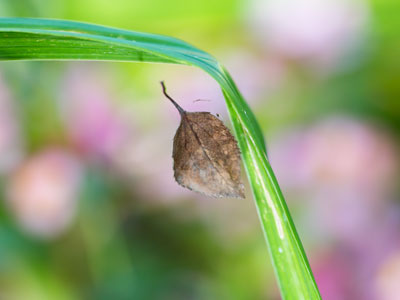 Mouth closed, ears and eyes open.