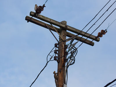 Silly squirrel climbs upward toward hungry hawk.