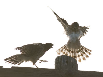 `Get your own squirrel!`