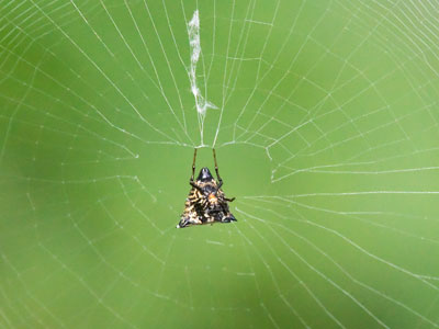 Arrowhead Orb Weaver?