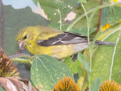 Obsessed with her seeds, she didn`t see me approach.