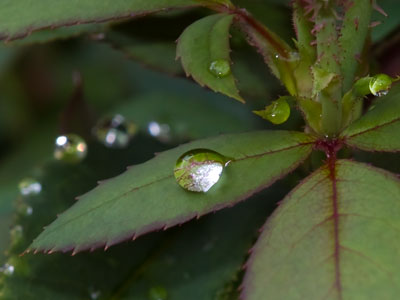 Grace grow where those drops fall! WILLIAM SHAKESPEARE