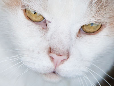 Cat portraits half off until Labor Day!