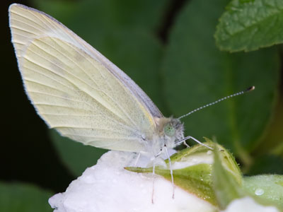 An early morning visitor to the garden.