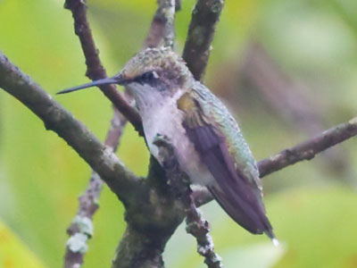 It`s been a disappointing year for hummingbird photos.
