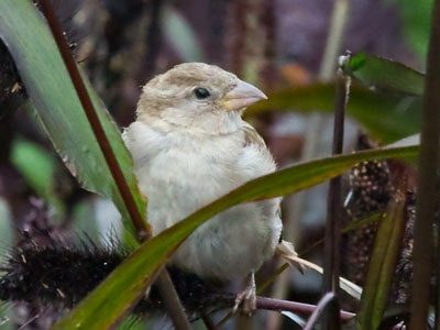 Chubby and contented, surrounded by seeds.