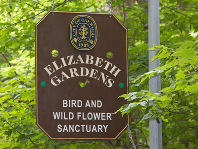 Oakwood early in the morning.