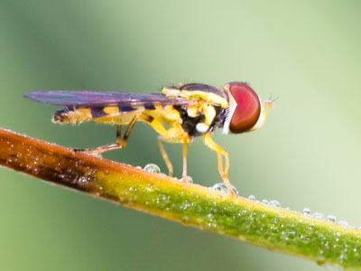 I brought the bug lens with me this morning.