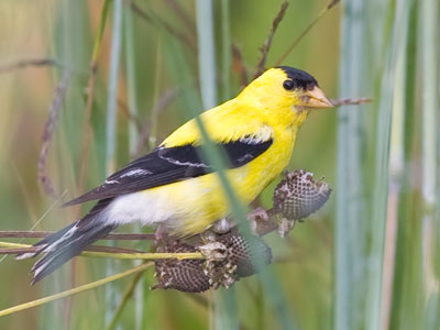 It was a battle for air superiority over the prairie today as hummingbirds flew circles around slower goldfinches.