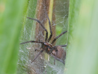 And then there was the spider half the size of my hand.