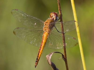 Morning on the prairie, just me and the birds and bugs.