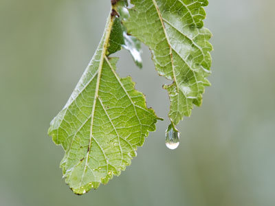 A woman`s cacophonous utterances shattered the morning stillness.