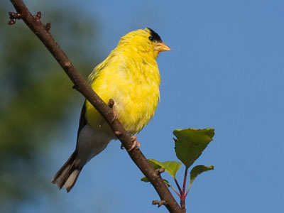 It slurped a bit of dew from the nearby leaf.