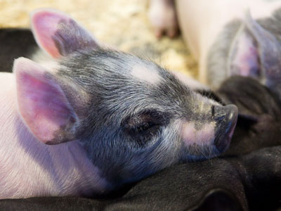 This little piggy went to sleep.