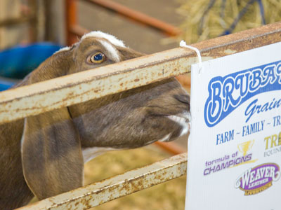 ANY OBJECT = GOAT FOOD