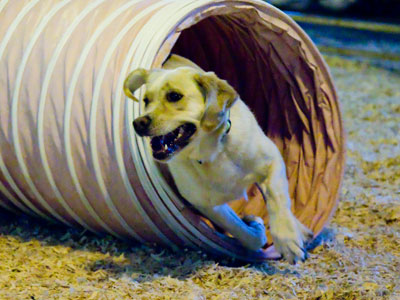 Meanwhile, the dog rodeo is a lot safer.