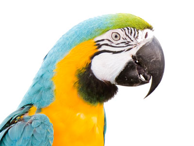 Adam Alonzo, exotic wildlife photographer.