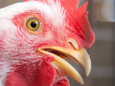 I saved my chicken picture for the final day of the fair.  Oh, how it wanted to bite my fingers!