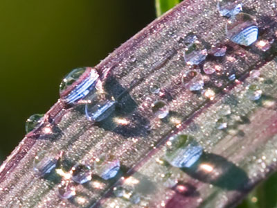 Early in the morning, there is water EVERYWHERE.