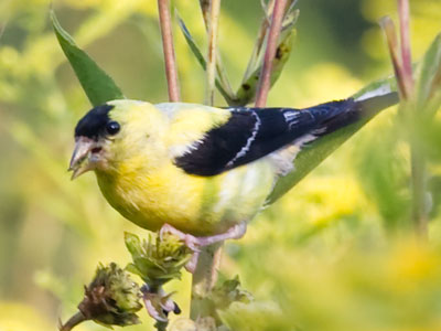After spending all of last week at the county fair, today I wanted to see what I might have missed on the prairie.