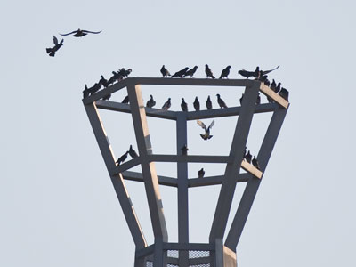 There are enough birds in this picture to last me a week.