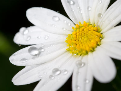 Daisy dew.