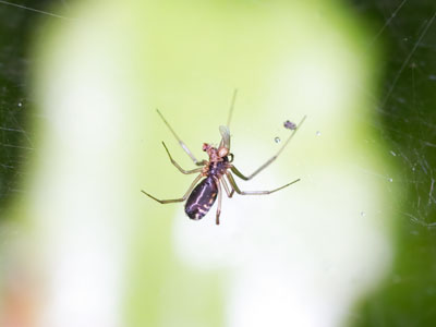 I`m grateful to spiders for doing what they do -- I just don`t want them to do it inside my house.