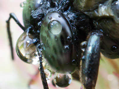 What happens when you can`t blink your eyes.