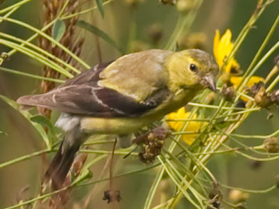 I can hear the goldfinches chirping as I walk around, and see the tall grass suddenly droop where they land.