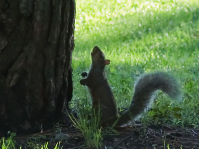 `Can Joey come out and play?`