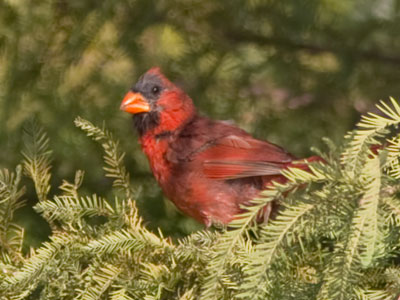 He`s hunting for cicadas but wouldn`t turn down a moth.