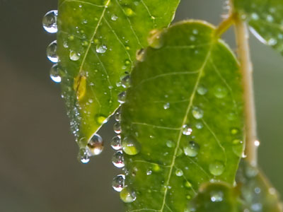 Your daily droplets.
