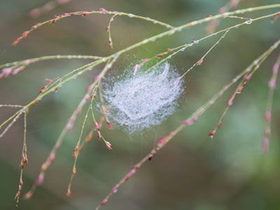 Come here . . . lie down . . . never get up.