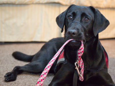 `Who wants to walk me?`