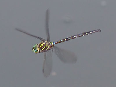 It seemed curious, or just wanted its picture taken.